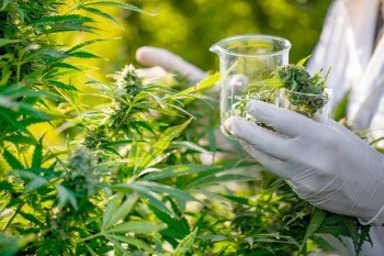 Harvesting Medicinal Cannabis